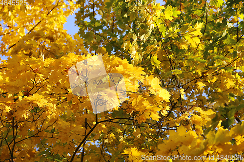 Image of Beautiful branches of bright yellow autumn maple