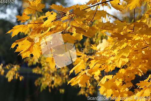 Image of Beautiful golden autumn branches of maple