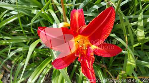 Image of Beautiful bright lilies on a sunny day