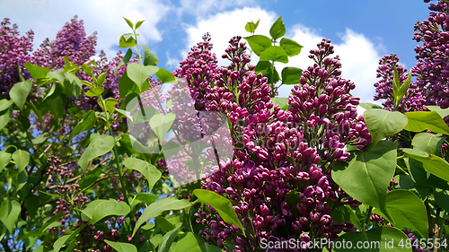 Image of Beautiful flowering spring branches of bright lilac