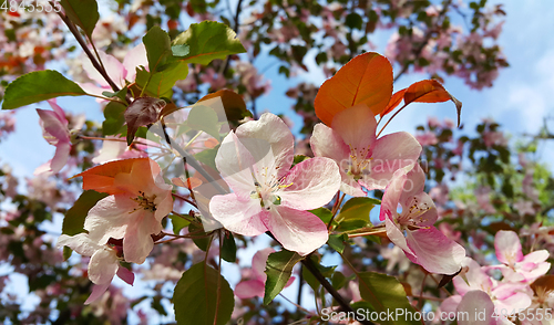 Image of Branches of apple tree with beautiful pink flowers