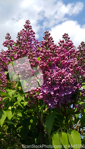 Image of Beautiful spring branches of blooming lilac bush