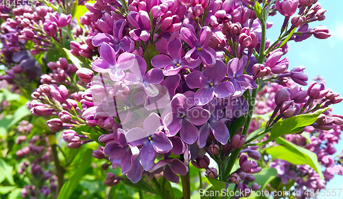 Image of Beautiful bright flowers of blooming lilac bush