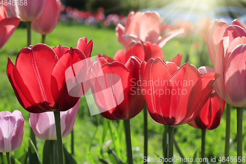 Image of Beautiful bright red and pink spring tulips glowing in sunlight