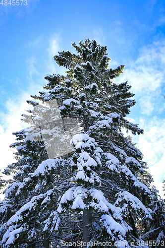 Image of Tall Snow Covered Spruce Tree against Sky