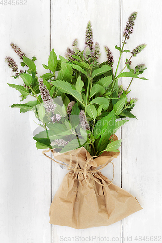 Image of Fresh Mint Herb Food Seasoning and Herbal Medicine