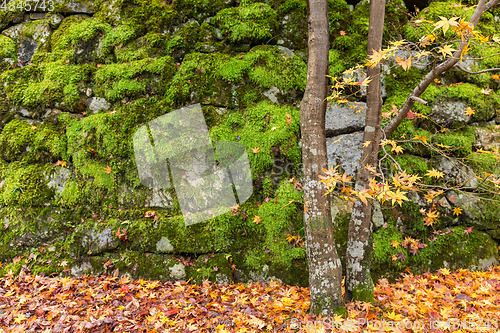 Image of Japanese garden