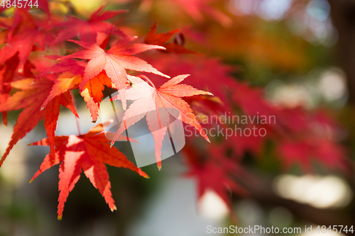 Image of Red japanese maple leaves 