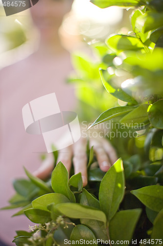 Image of Woman touching plant