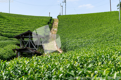 Image of Beautiful fresh green tea plantation farm