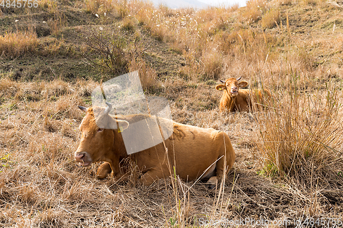 Image of Cow farm