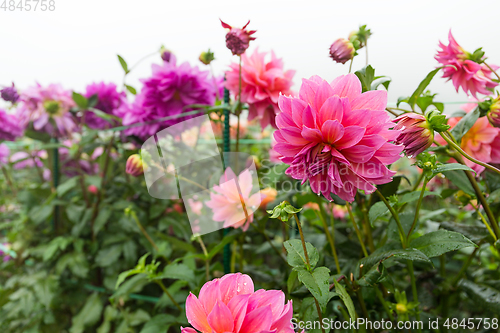 Image of Chrysanthemums in pink and purple