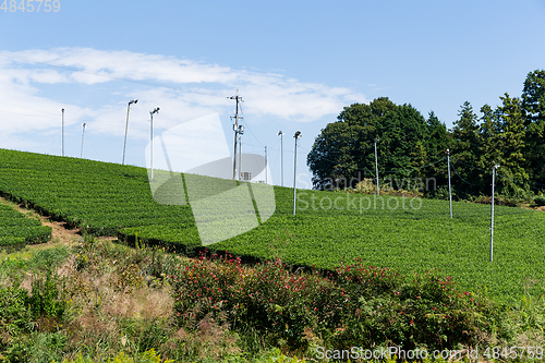 Image of Tea field