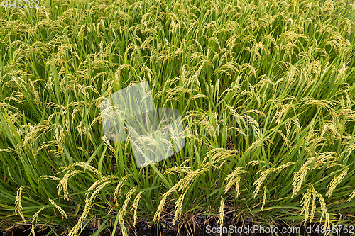 Image of Rice meadow