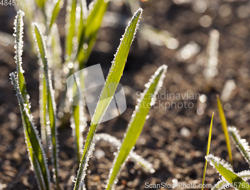 Image of frozen wheat