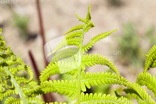 Image of damaged fern