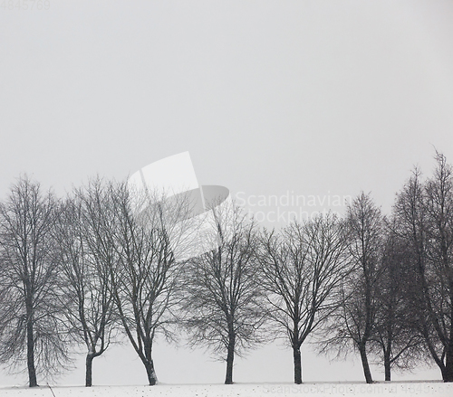 Image of Winter in snow