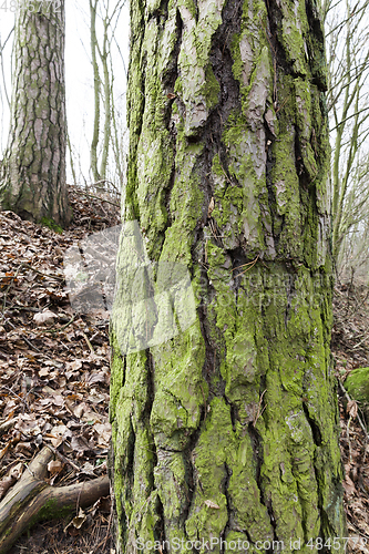 Image of trees in autumn forest