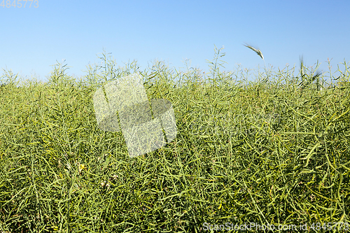 Image of field with cereals