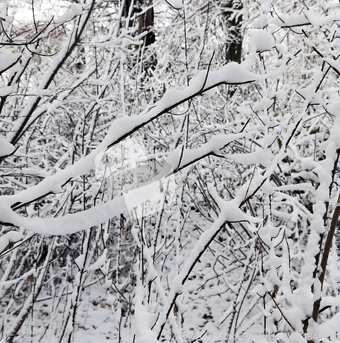 Image of Trees under the snow