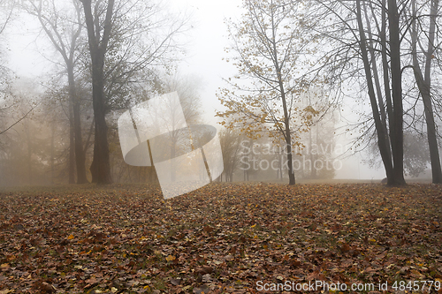 Image of Autumn in the deciduous forest