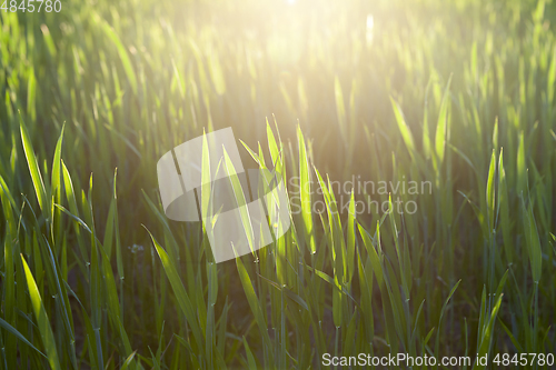 Image of agricultural field with green