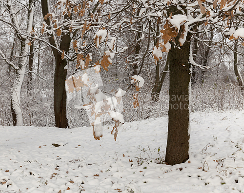 Image of Winter park with snow