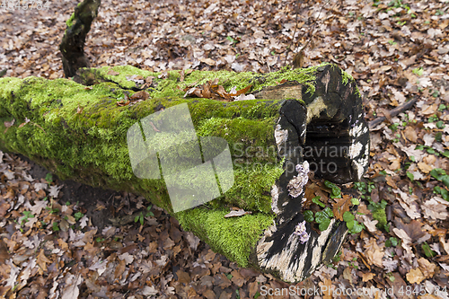 Image of Late autumn, the forest