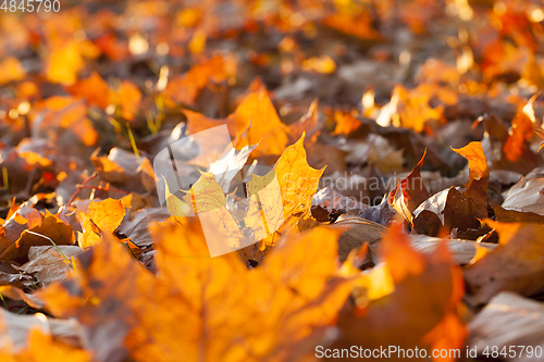 Image of Yellow fallen leaves