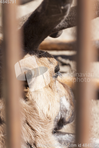 Image of reindeer close up