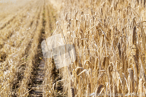 Image of barley in the field