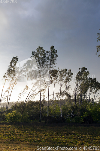 Image of broken trees after a storm