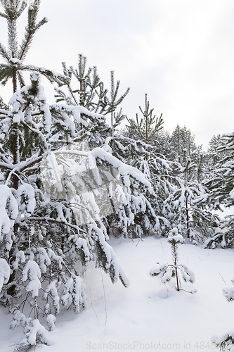 Image of Forest in winter