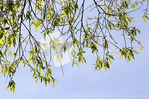 Image of spring background