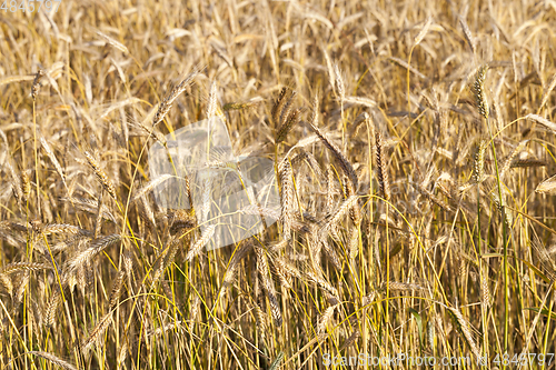 Image of ripening ears