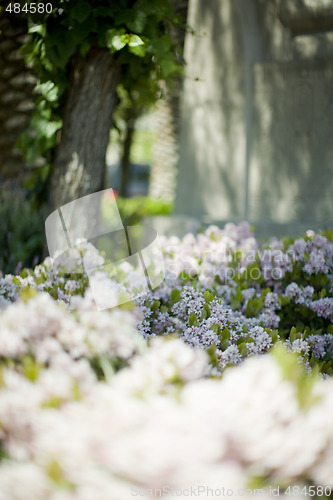 Image of flowers and tree