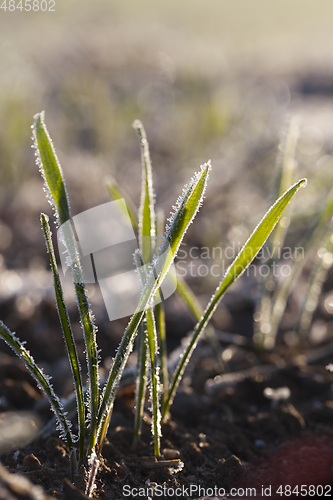 Image of frozen wheat