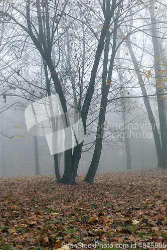 Image of Fog in autumn season