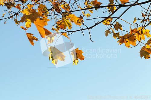 Image of colorful maple leaves