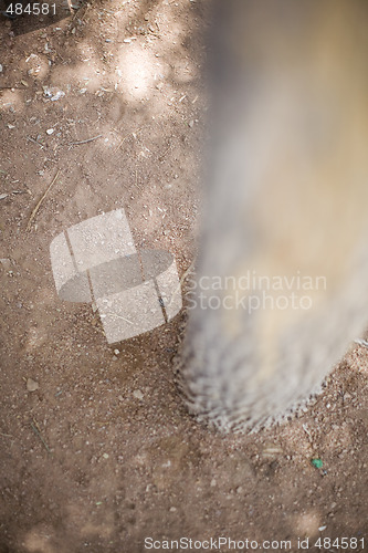 Image of tree and the ground