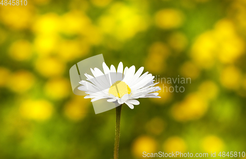 Image of dandelion flower