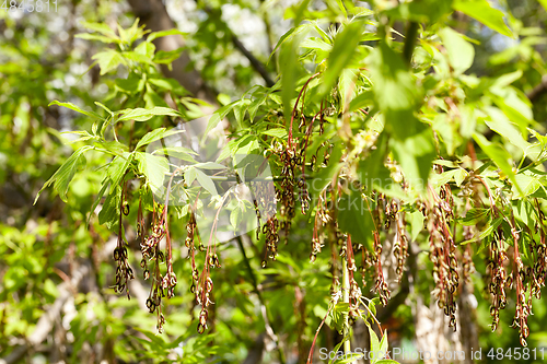 Image of young maple seeds