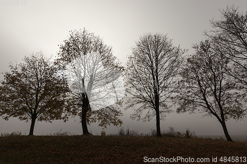 Image of Row of trees