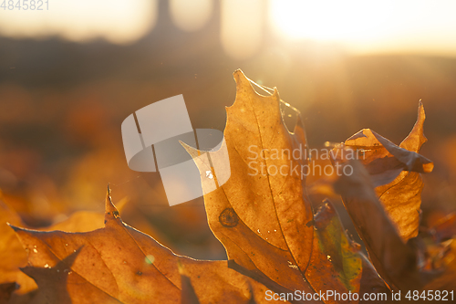 Image of Yellow foliage, autumn