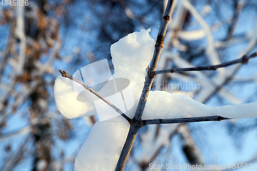 Image of young forest in winter