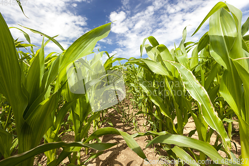 Image of Field with corn