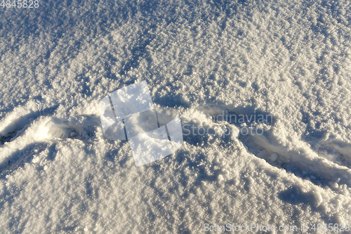 Image of tracks in the snow