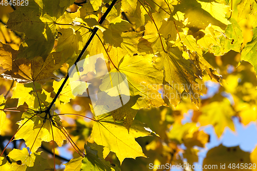 Image of yellowed maple trees in autumn