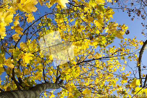 Image of Maple tree