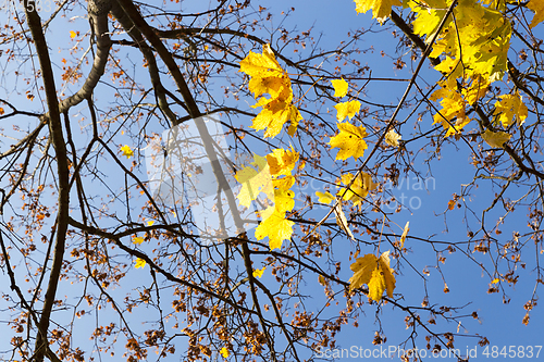 Image of yellowed maple trees in autumn